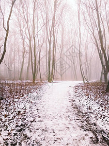 穿过一个神奇的迷雾森林图片