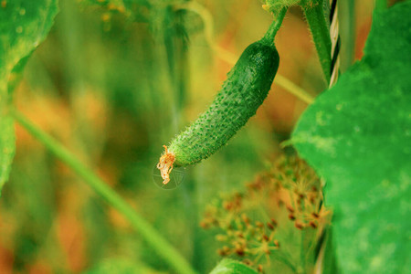 村庄花园的黄瓜露天黄瓜园场所有机食品种植概念图片