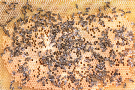 很多蜜蜂在养蜂场的金蜂窝上蜂巢与蜜蜂特写蜂窝背景在农村养蜂有图片