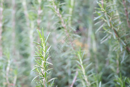 花园里的迷迭香植物药草图片