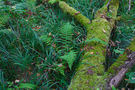 森林沼泽上苔藓倒下的树干图片