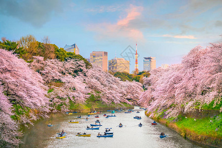 北之丸日本樱花季节东京千鸟渊公园背景