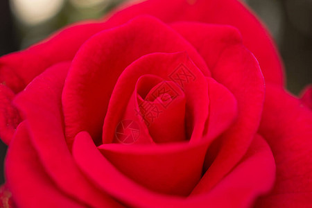 美丽的红玫瑰花朵图片