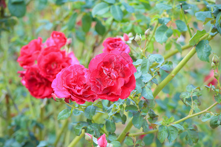 花园里美丽的红玫瑰花图片