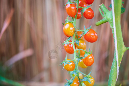 鲜红成熟的番茄挂在花园图片