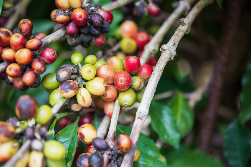 树枝上的新鲜咖啡豆图片