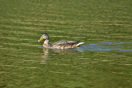 湖上鸭子的生活图片