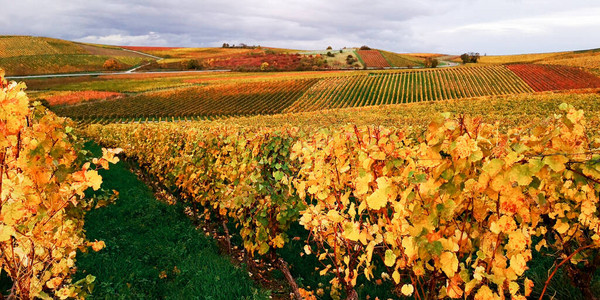德国或法国山丘上的黄红欧洲葡萄园略带模糊的秋季景观背景图片
