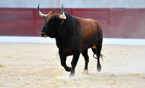 一头愤怒的公牛在西班牙大斗牛场图片