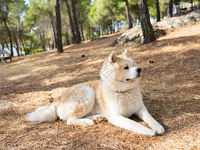 坐在森林里的秋田犬图片