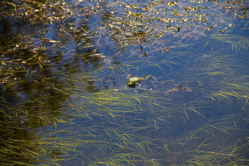 沼泽里的青蛙图片