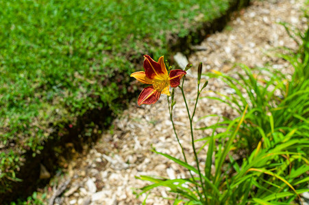 阳光明媚的日子里公园里的黄花菜红色的花图片