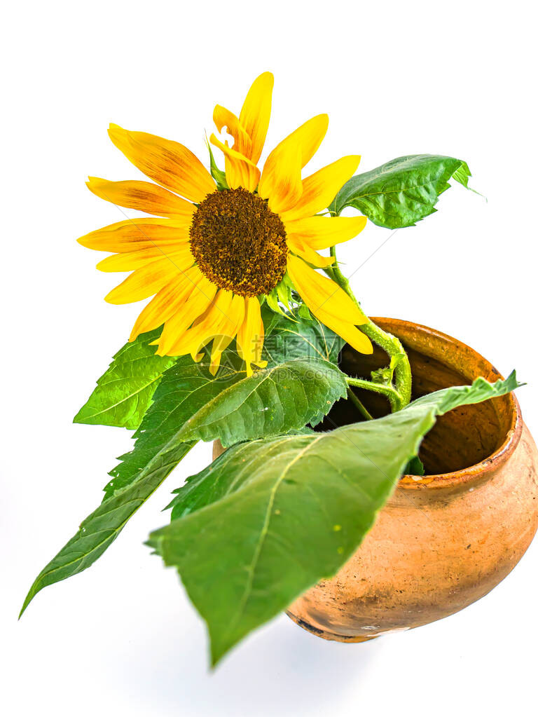 在白色背景上的陶罐中的向日葵花黄色的向日葵花陶瓷花瓶陶器厨房陶瓷背景图片图片