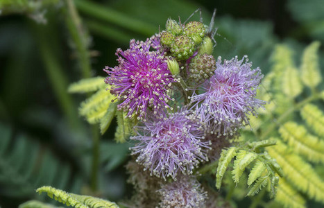 MimosaInvisa巨型敏感植物巨图片