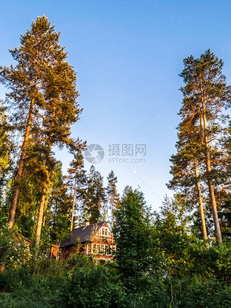 夏夜风景日落的阳光下有松树小农庄和蓝图片