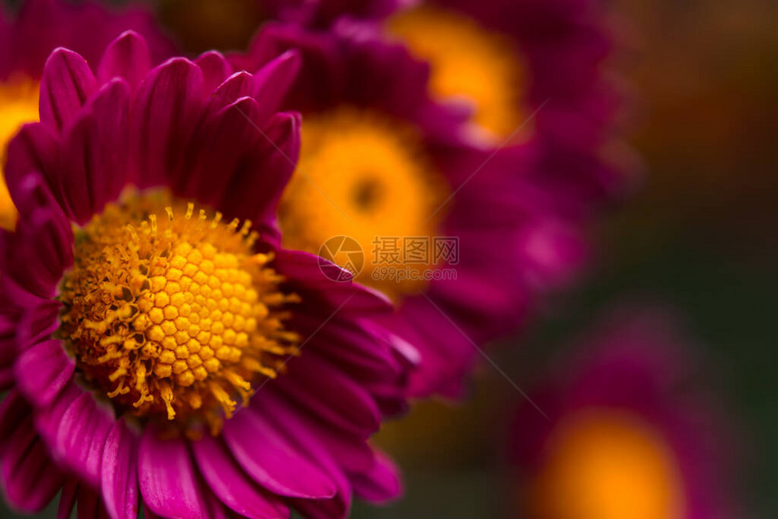 紫色菊花与黄色中心特写在花园的模糊背景上秋花背景多彩的设计选择图片