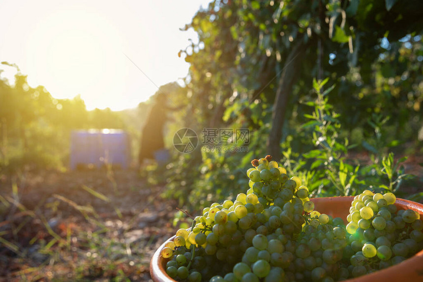 葡萄酿酒厂在收获期间采摘绿色葡萄成熟的葡萄园葡萄葡图片