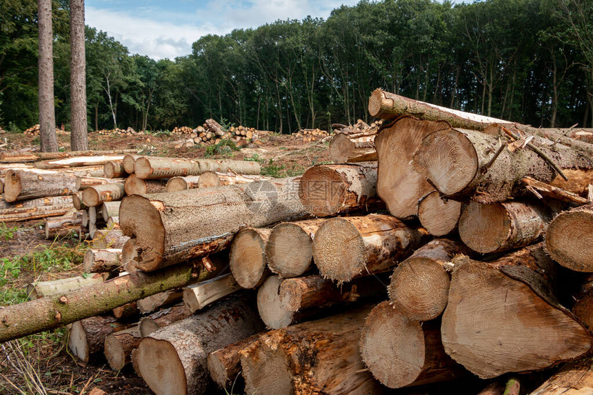 在森林中堆积的切柴木适合生物量图片