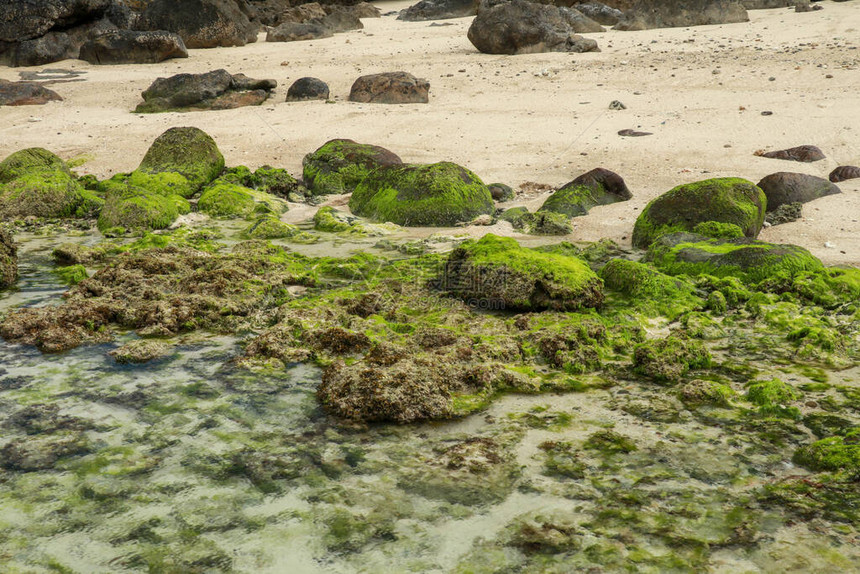 海景退潮时的海洋水景用石头清澈的水绿色海藻在海滩的日落时间纯粹的自然印度尼西亚巴厘岛图片