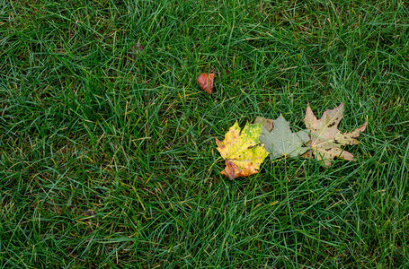 草地上飘落的枫叶绿草坪上落叶的秋天概念干燥的叶子与图片