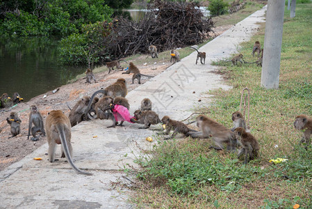 猴群的活动其中一种是马卡图片