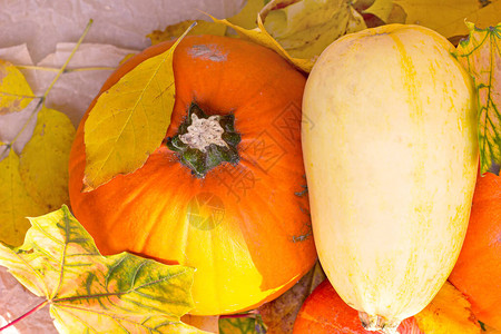 黄色和棕色秋天的新鲜生橙色南瓜收成背景图片