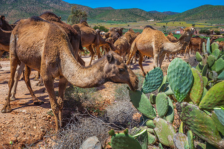 吃仙人掌的骆驼群背景图片