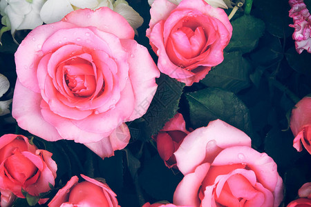 新鲜美丽的粉红玫瑰和芬芳图片