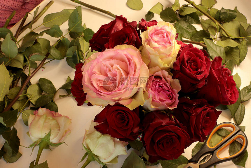流行和喜爱的玫瑰花图片
