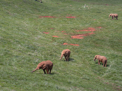 坎塔布里亚卡巴尔塞诺自然公园大象牧群图片