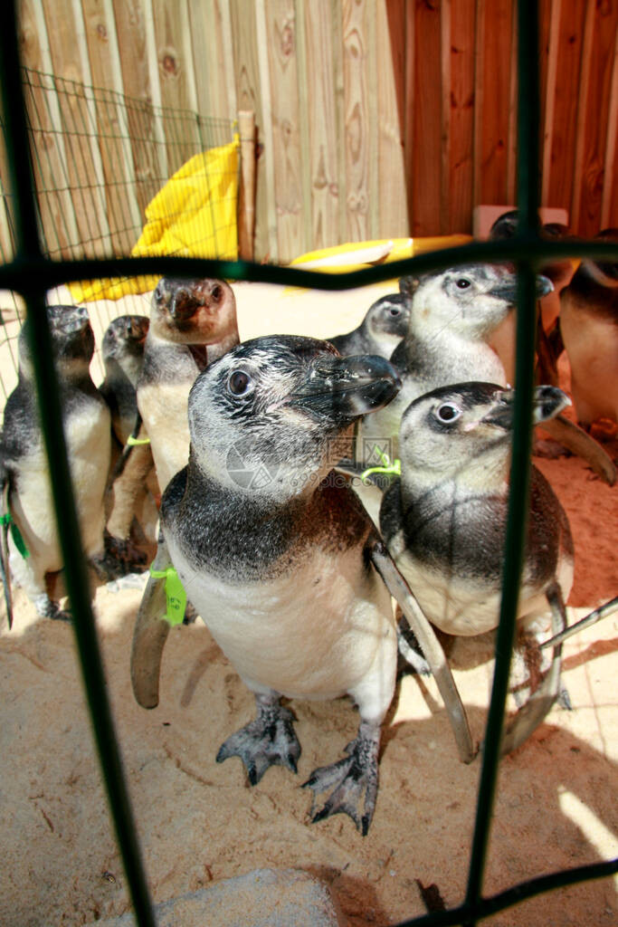 在巴伊亚南部PortoSegue市的海洋动物治疗中心看到马加勒海斯企鹅食肉动物是图片