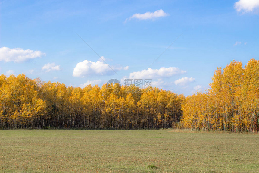 秋天的黄树林和田野图片