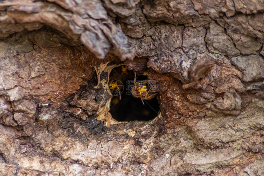 欧洲大黄蜂保护他们的大黄蜂巢免受入侵者的入侵图片