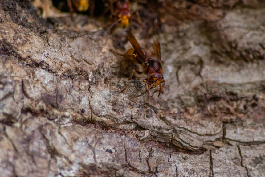 欧洲大黄蜂保护他们的大黄蜂巢免受入侵者的入侵图片