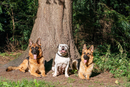 两只德国牧羊犬和一只老英国斗牛犬图片