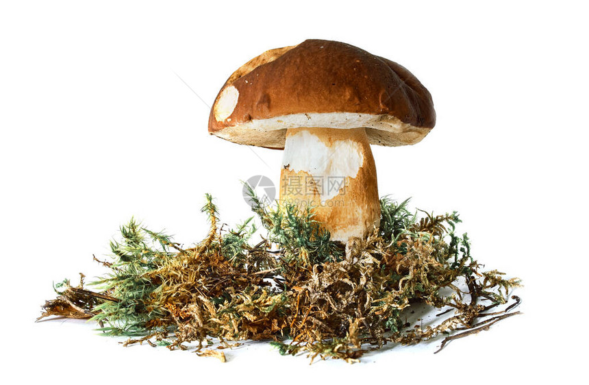 鲜花蘑菇在苔上以工作室的图片