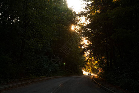 2020年雾的清晨在枯树林中农村道图片