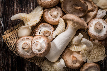 木本底食用蘑菇的变异乳酪辣椒猪图片