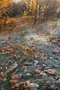 树木草地小径雾刺霜图片
