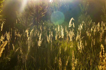 青草在日落和户外图片