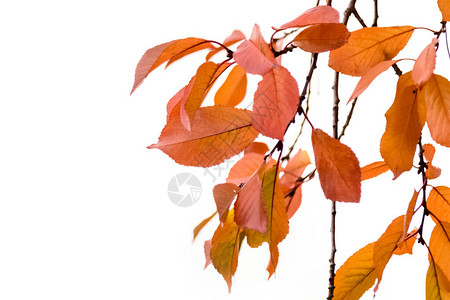 树上的黄红秋樱桃叶图片