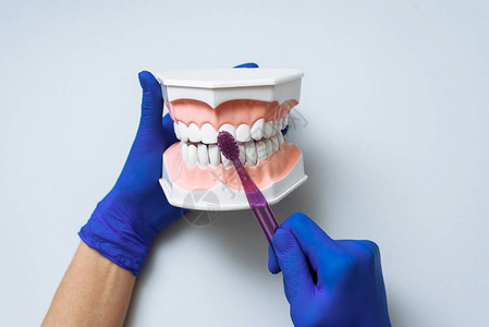 医生的手在人造下巴上展示了如何用牙刷正确刷牙健康和访图片