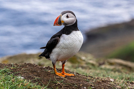 米基内斯岛的Puffin图片