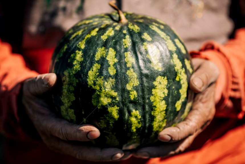 雄农民手中的一条大纹成熟的西瓜增长图片