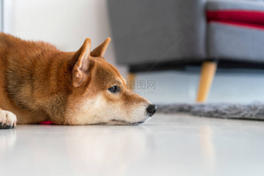 柴犬睡在客厅的灰色沙发和地毯上图片