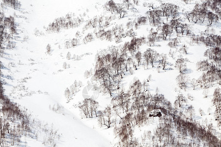 雪盖山顶的冰雪中的树图片