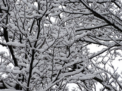 下雪后沾满了积雪的灌木有选择地聚焦点图片