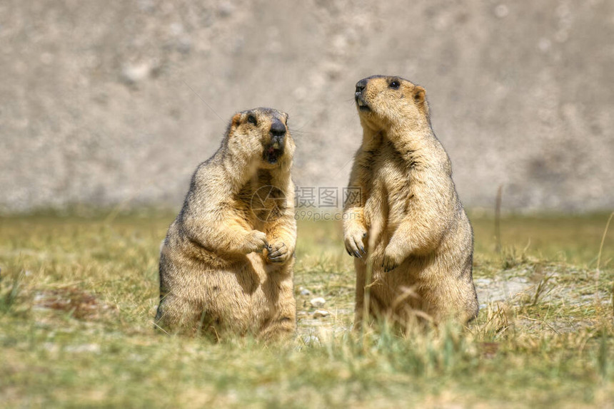 喜马拉雅马默特Marmota图片