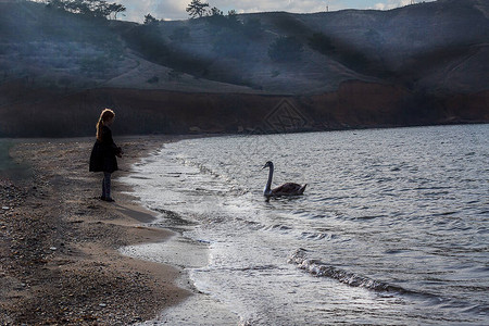 Swan在黑海岸波浪上象征着爱高清图片