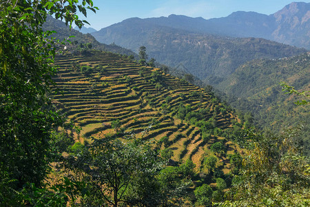 印度乌塔兰查尔Garhwal喜马拉雅山高图片